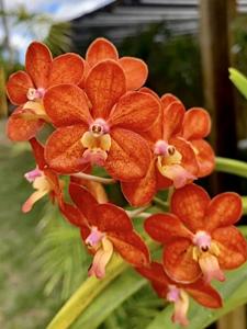 Vanda Siriratana