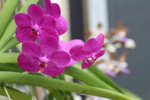 Vanda Suk Sumran Beauty