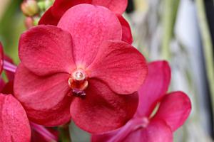 Vanda Suk Sumran Beauty