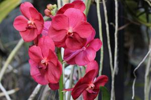 Vanda Suk Sumran Beauty