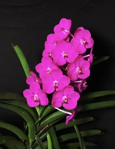 Vanda Suk Sumran Beauty