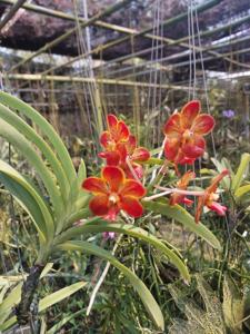 Vanda Red Gem