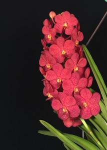 Vanda Yip Sum Wah