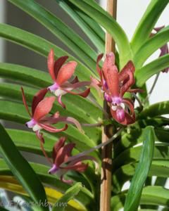 Vanda Peaches