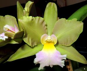 Rhyncholaeliocattleya Clinton