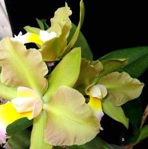 Rhyncholaeliocattleya Clinton