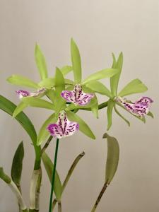 Brassocattleya Binosa