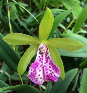 Brassocattleya Binosa