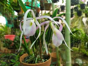 Brassocattleya Fuchs Star