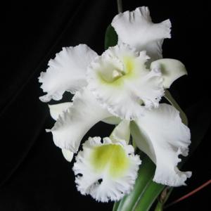 Rhyncholaeliocattleya Déesse