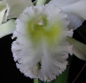 Rhyncholaeliocattleya Déesse