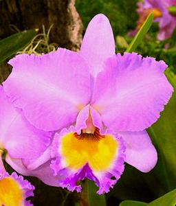 Rhyncholaeliocattleya Donna Kimura