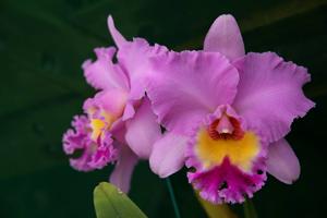 Rhyncholaeliocattleya Donna Kimura