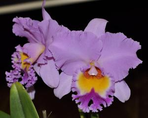 Rhyncholaeliocattleya Donna Kimura