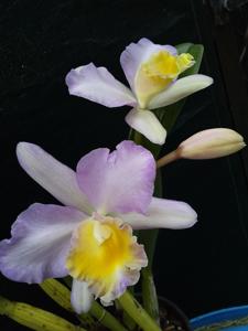 Rhyncholaeliocattleya Mount Hood