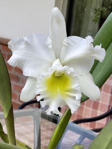 Rhyncholaeliocattleya Mount Hood