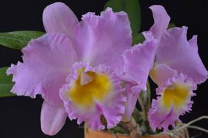 Rhyncholaeliocattleya Mount Hood