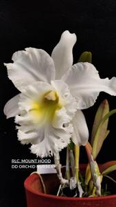 Rhyncholaeliocattleya Mount Hood