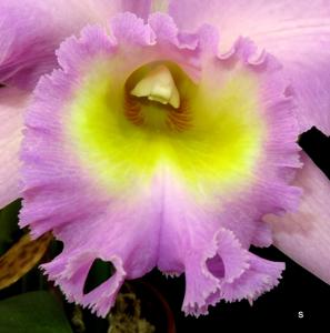 Rhyncholaeliocattleya Mount Hood