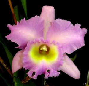 Rhyncholaeliocattleya Mount Hood