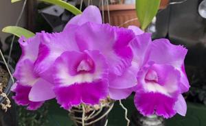 Rhyncholaeliocattleya Island Charm