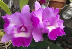 Rhyncholaeliocattleya Island Charm