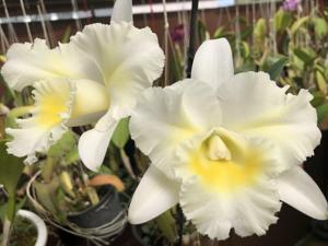 Rhyncholaeliocattleya Island Charm