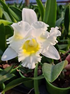 Rhyncholaeliocattleya Island Charm