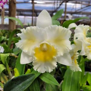 Rhyncholaeliocattleya Island Charm