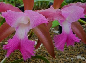 Rhyncholaeliocattleya Praetii