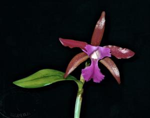Rhyncholaeliocattleya Praetii