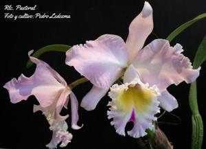 Rhyncholaeliocattleya Pastoral