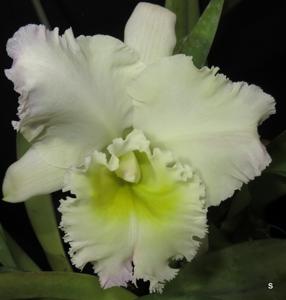 Rhyncholaeliocattleya Pastoral