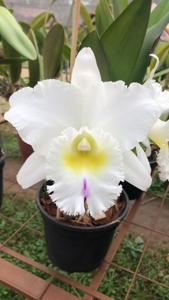 Rhyncholaeliocattleya Pastoral