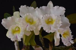 Rhyncholaeliocattleya Pastoral