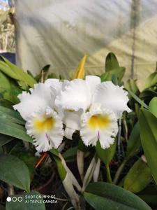 Rhyncholaeliocattleya Pastoral