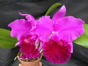 Rhyncholaeliocattleya Amy Wakasugi