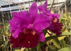 Rhyncholaeliocattleya Amy Wakasugi