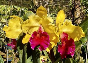 Rhyncholaeliocattleya Alma Kee