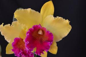 Rhyncholaeliocattleya Alma Kee