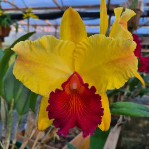 Rhyncholaeliocattleya Alma Kee
