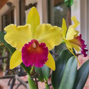 Rhyncholaeliocattleya Alma Kee