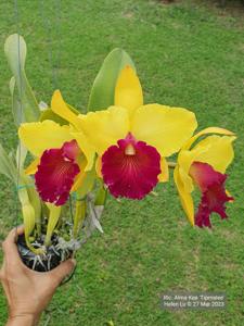 Rhyncholaeliocattleya Alma Kee