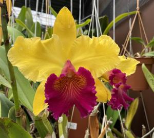 Rhyncholaeliocattleya Alma Kee