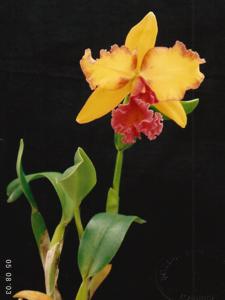 Rhyncholaeliocattleya Acapana