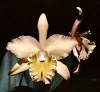 Rhyncholaeliocattleya Buttercup