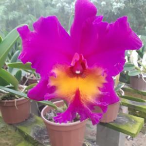 Rhyncholaeliocattleya Bryce Canyon