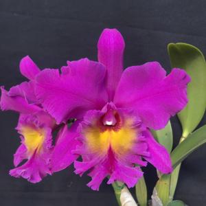 Rhyncholaeliocattleya Bryce Canyon