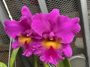 Rhyncholaeliocattleya Bryce Canyon