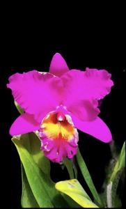 Rhyncholaeliocattleya Bryce Canyon